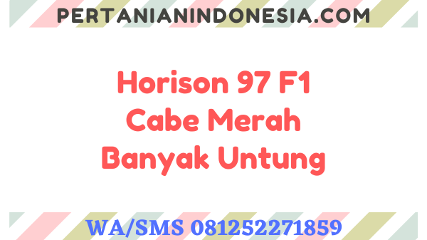 Horison 97 F1 Cabe Merah Banyak Untung